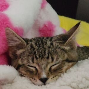 Meet your Posher, Jekyll